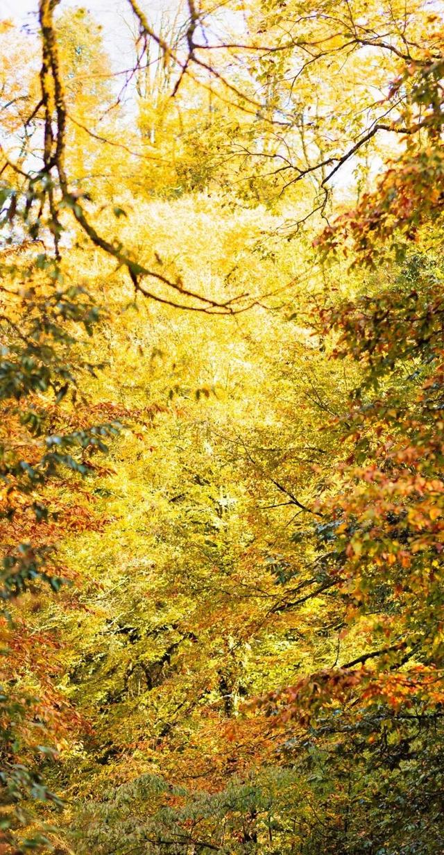 秋假第一站，就定这里！这片绝美彩林人少景美，速来赏秋！