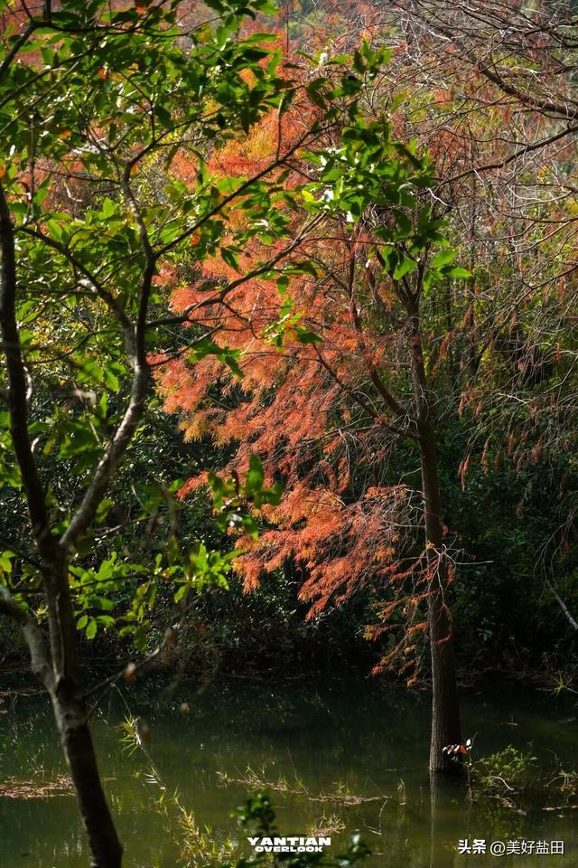 冬日限定！这里的落羽杉美出电影质感