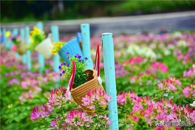 国庆相约卡玛花世界：花海中邂逅秋日浪漫，花篮小径中留下倩影