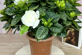 这几种花千万别在家里养,花好家运衰，别不在意图片
