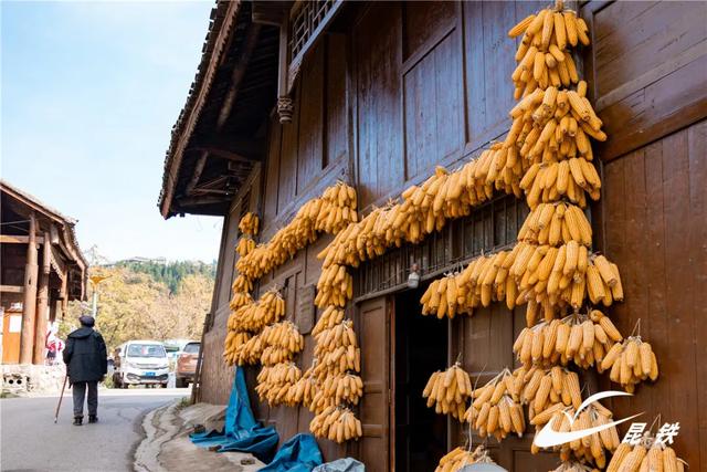 金叶映古驿！妥乐千年诗意，此刻正当赴