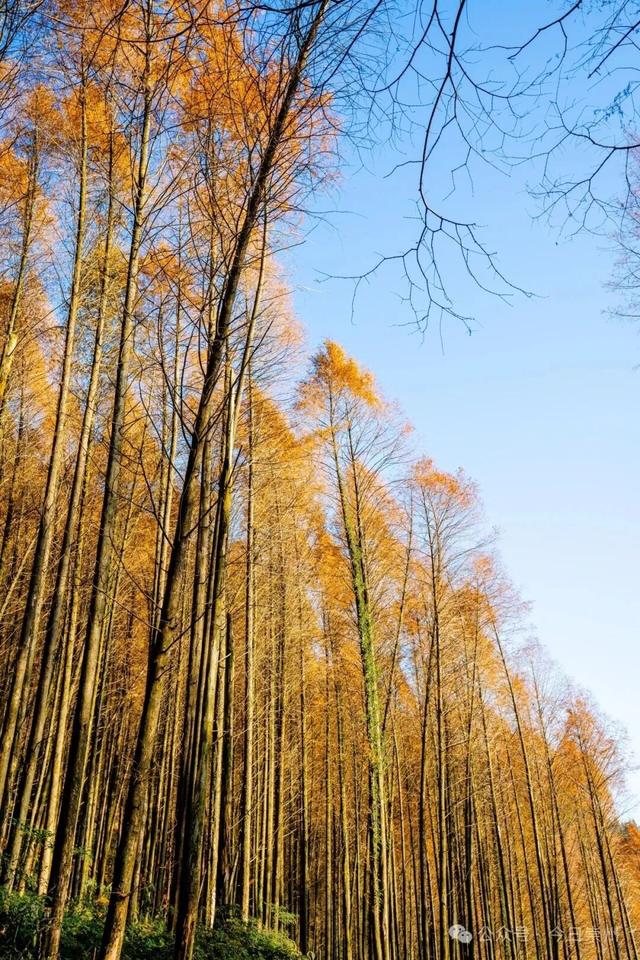 崇州彩林天花板🤩🤩🤩谁还没去过？