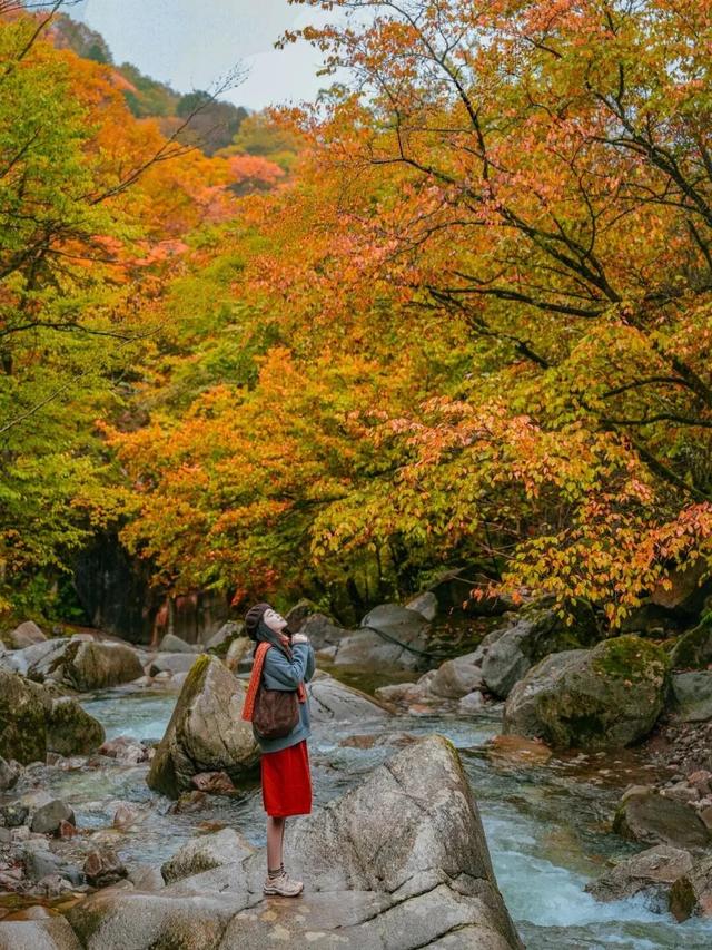 追了光雾山的红叶，这个秋天没白过！