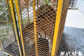 阜阳动物园5年养死20只东北虎：就这环境，真的不是在犯罪吗？图片