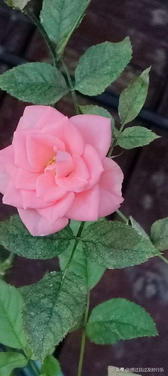 庐山游记-01来庐山，心悠然