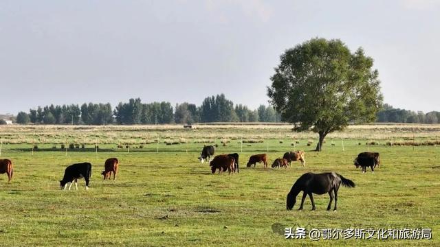 鄂托克前旗：闯进现实版绿野仙踪 邂逅巴彦希泊日草原