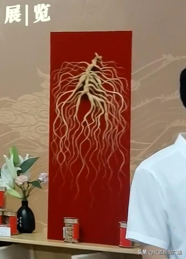 长春农博会官参局展区：盖印章、品参茶、看演绎 解锁东北人参历史密码