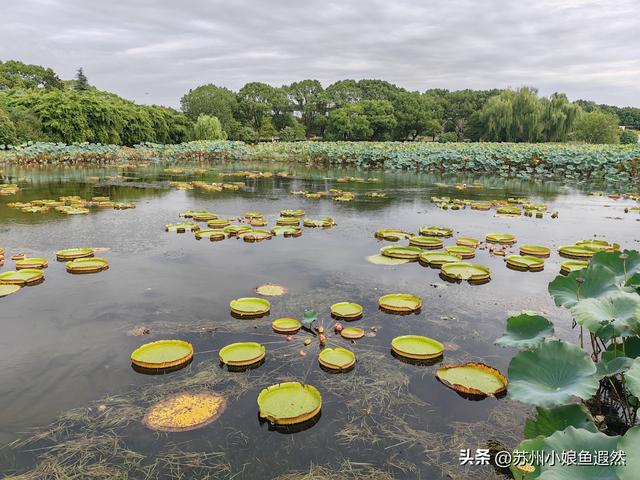 怀念姑苏城春有杏、夏有荷、秋有桂、冬有梅，而非夏冬“无缝接”