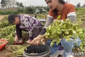 巴基斯坦美女远嫁河南，给中国婆婆中秋庆生，外语河南话无缝切换图片