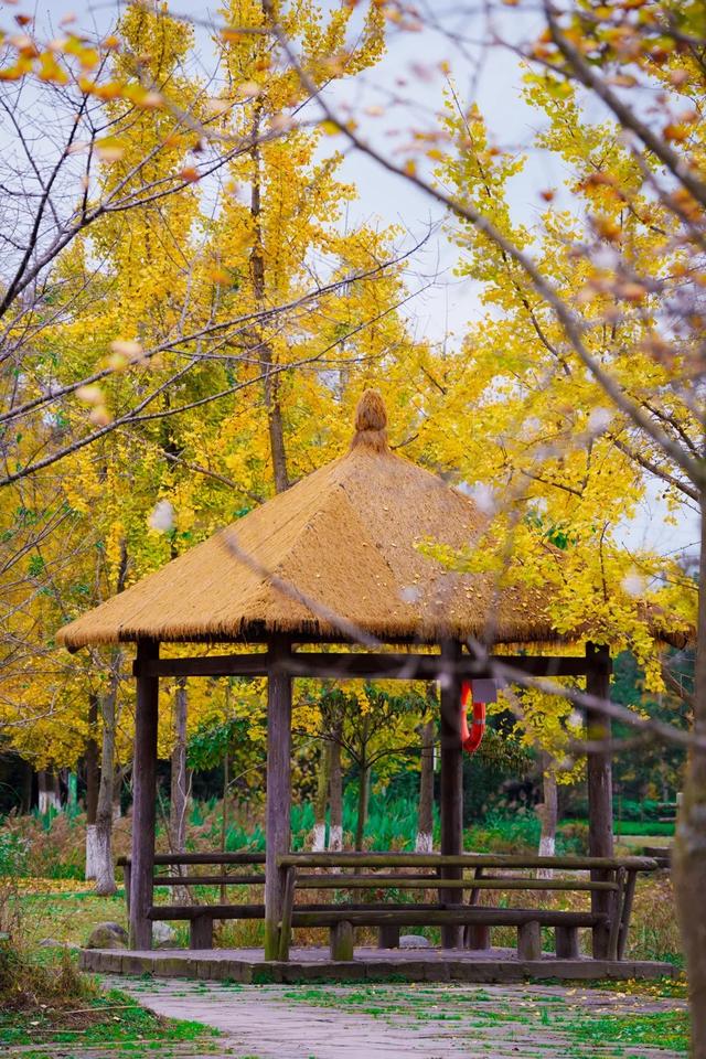 邂逅金黄,郫都初冬的银杏图鉴