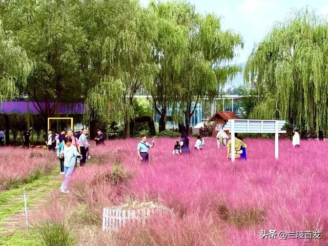好客山东好品山东｜快看！山东的秋天是粉色的