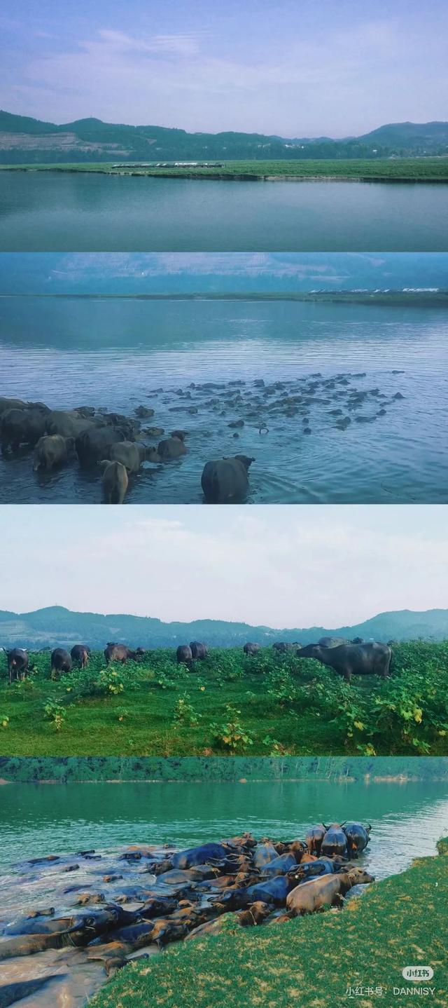 旅游新宠！成都最快1h可达的10个川内宝藏县城，景色封神！好吃好耍！你最想去哪个？