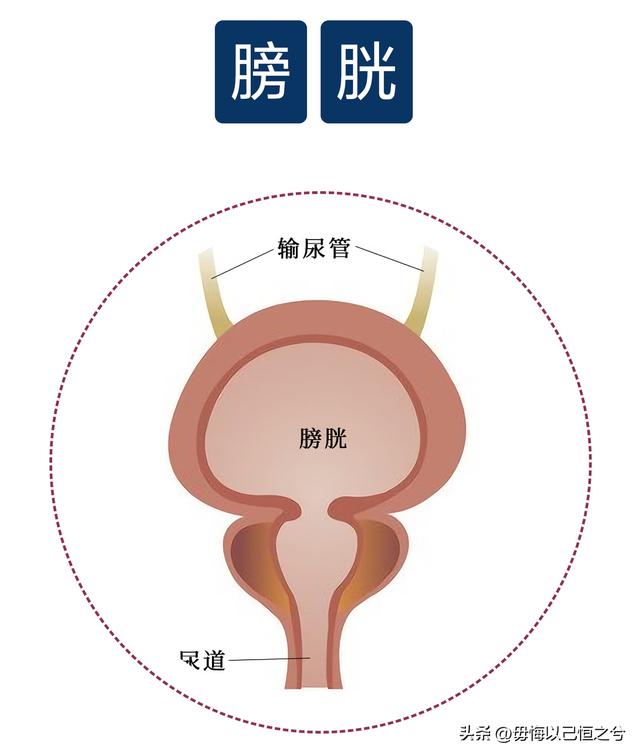 人体-结构-功能-系统
