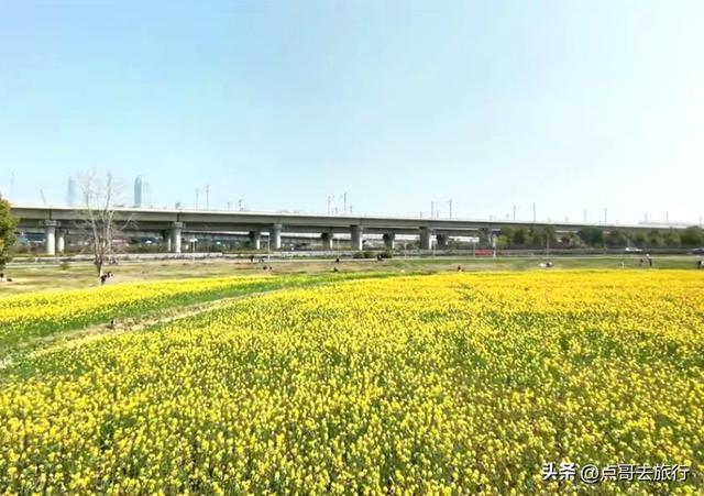 成都南三环附近最大油菜花田，天然观景台，视野非常壮观！