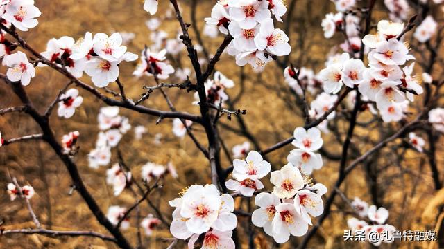 扎鲁特旗380万亩山杏花竞相绽放