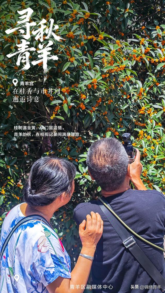 寻秋青羊：在桂香与市井间邂逅诗意