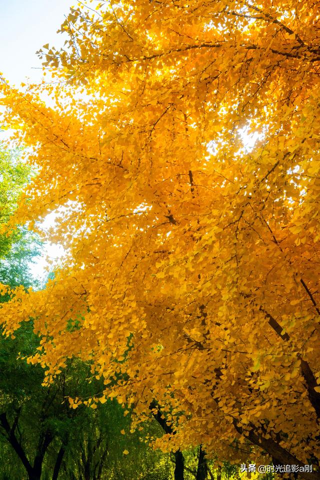银杏季，一场不用预约的金色盛宴！