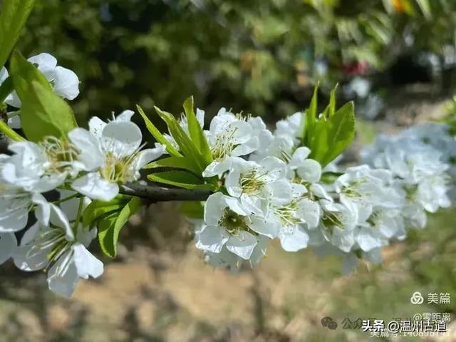温州这条可至4A景区的著名峡谷穿越线路,风光独特,你可去过?