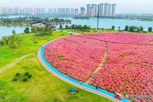 金秋十月，粉黛“花海”迎客来