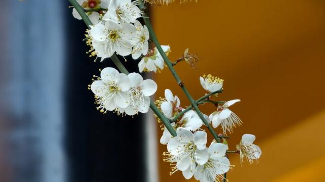 限时“梅”景!郫都这座千年古寺,藏着冬日最治愈的禅意与浪漫