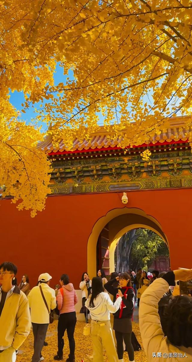 11.9实拍🍂北京金色银杏雨杀疯了！