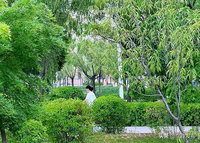 太美了！东胜街边“藏”了一个公园~
