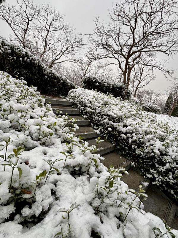 瑞雪飘然而至中国海滨城市青岛
