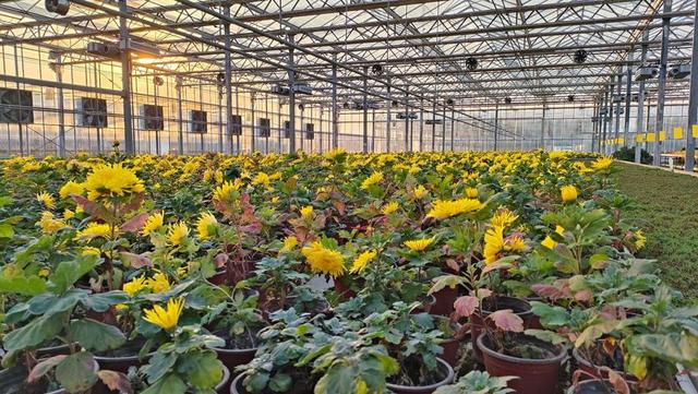 游河北，安国：千年药都的三味风情：闻药香、赏花海、品非遗烧饼