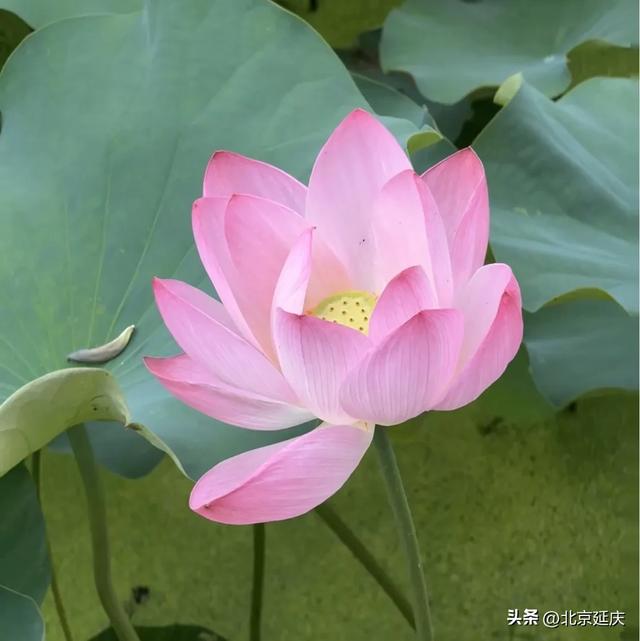 绝美!延庆的“夏与荷”——