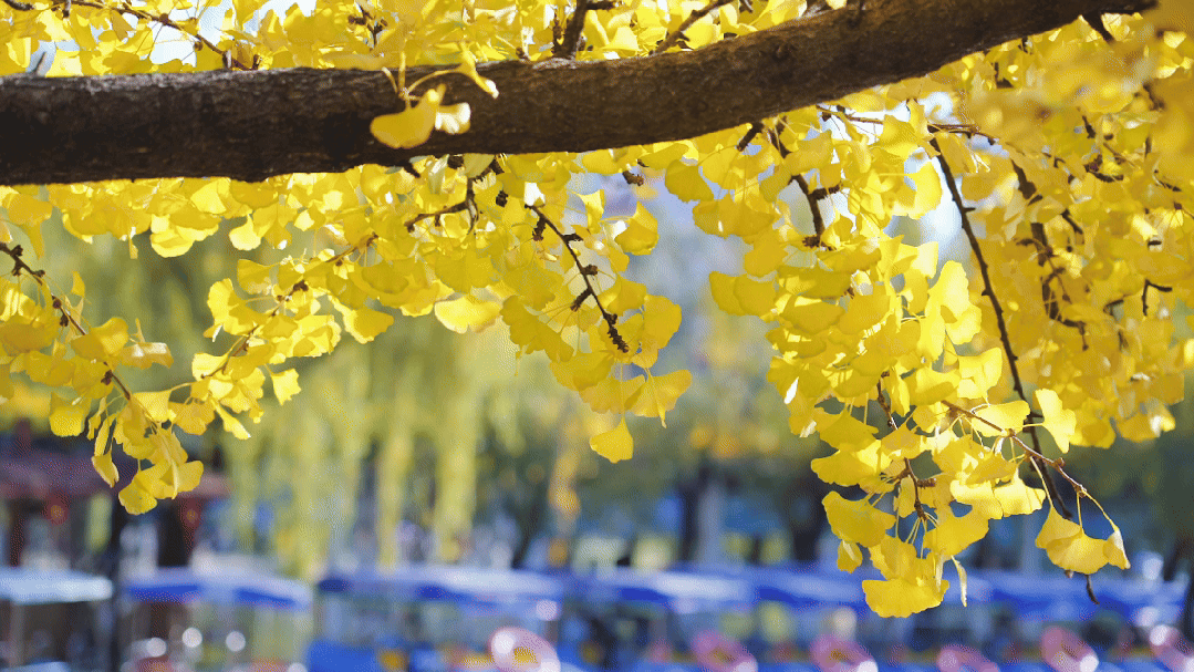 飞阅五华•“杏”运来袭|“云”上赏杏，快来Pick你最心动的“杏”运时刻