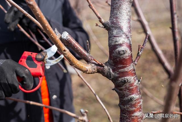 桃树主干疏层型树形的修剪技术