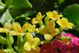 古风大气中老年网名，微信名字抖音昵称，学问满满，优雅端庄图片
