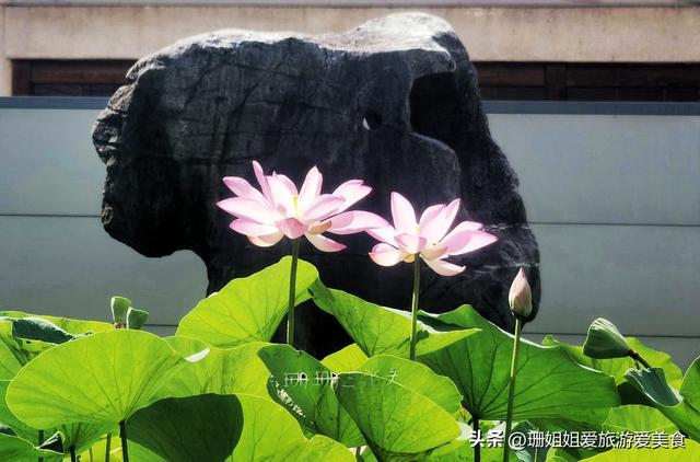 千年古莲能重开？广州海幢寺揭秘，一场跨越时空的花事！附攻略