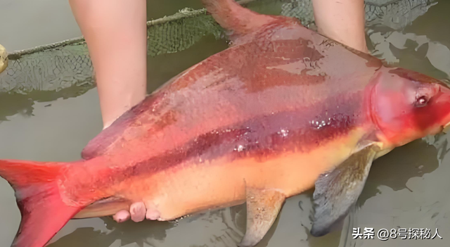 2006年长江惊现“美人鱼”，重庆渔民误捕一条，专家：出水必死