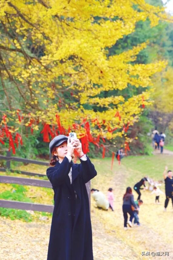 遵义仁怀蔺田村：古银杏景区迎来“黄金观赏期”