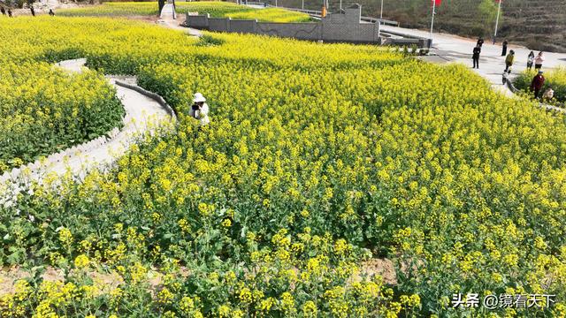 彝良海子油菜花开