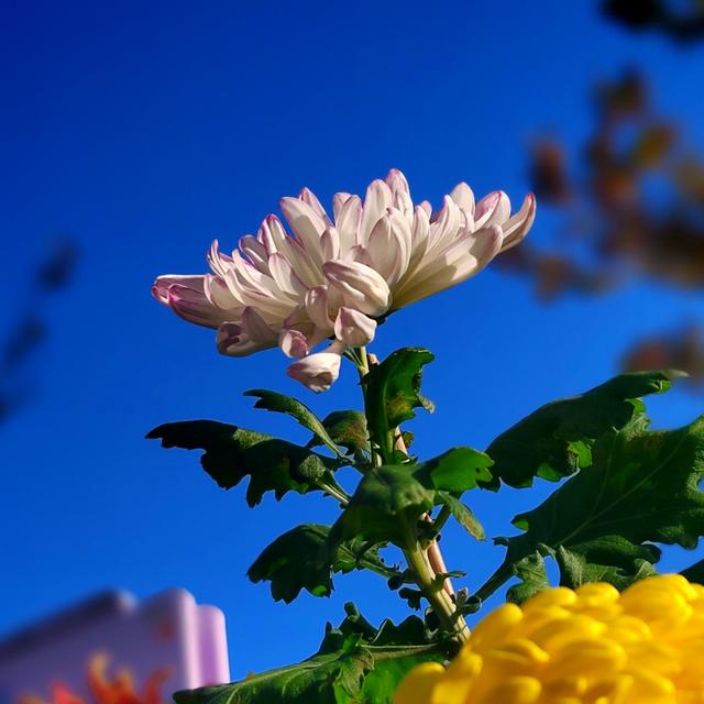 武汉动物园金秋菊展集锦