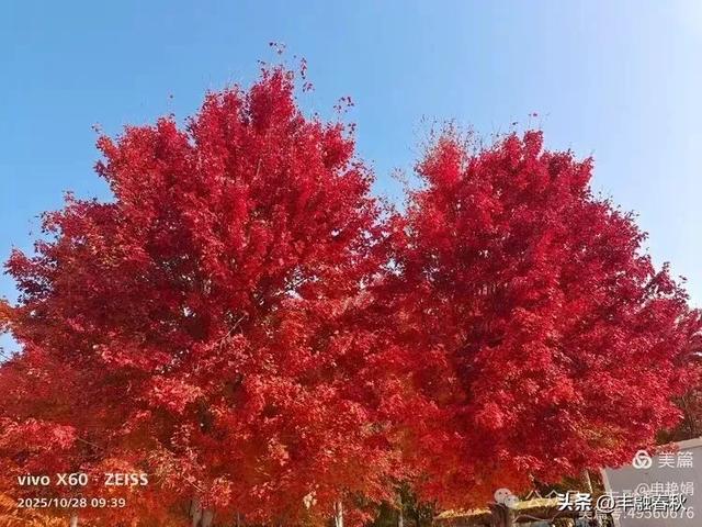 丹枫映秋，枫彩满楼｜申艳娟