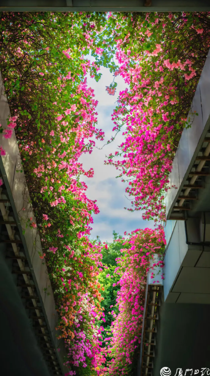 厦门又一网红出片点位，上新！美成偶像剧取景地→