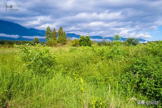 洱海边惊现四川人发明的绝招-过河钓,老哥自称已经玩了20多年