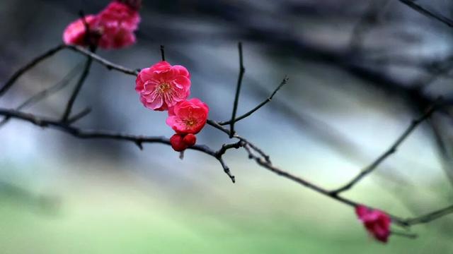 淮阳森林公园 · 梅园——花开正浓，香气四溢