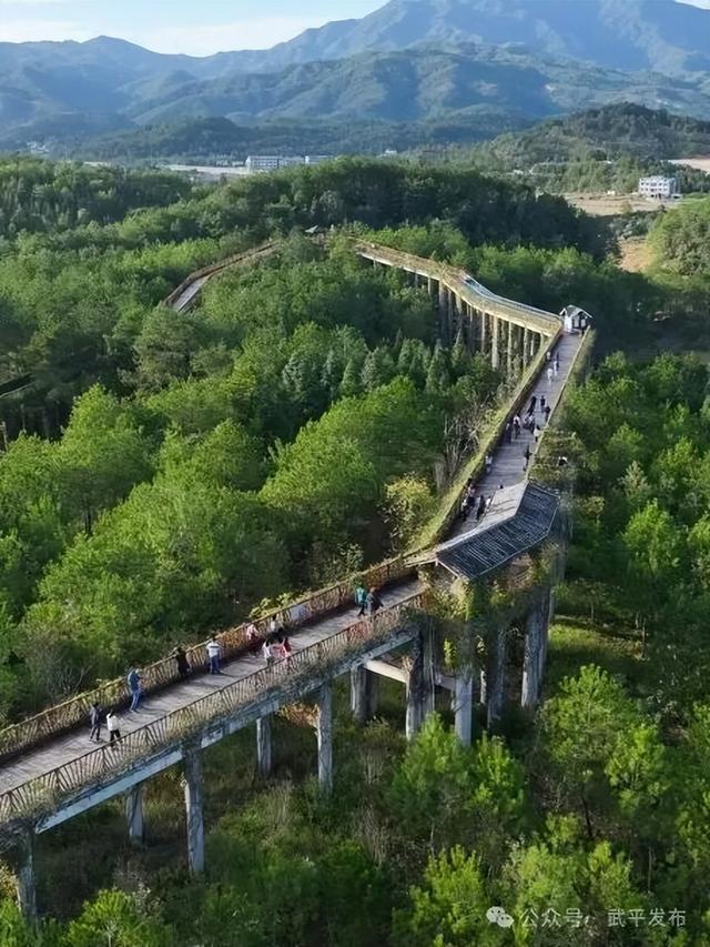 武平也走向“国际范”啦！11国林业专家齐聚千鹭湖，为了这件事……