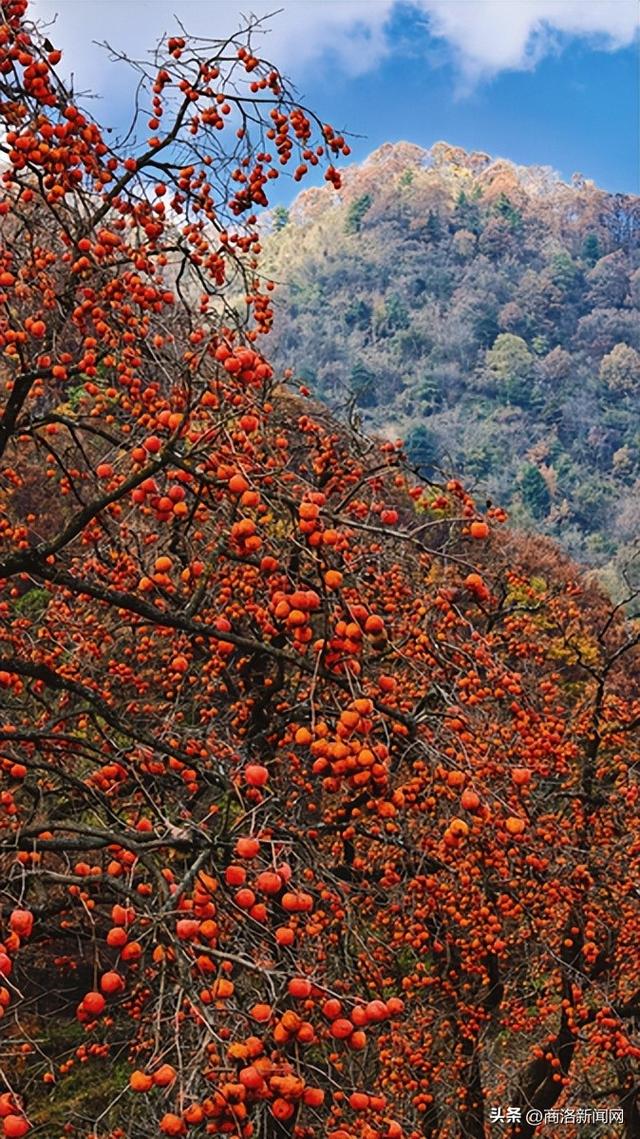 枫叶红落叶黄 商洛秋浓好风光
