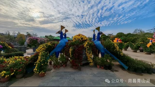 150+动物造型藏进万株菊海，天香园菊展开展