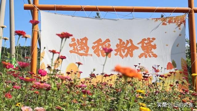 别错过！东沟“遇稻粉黛”景区新增打卡点
