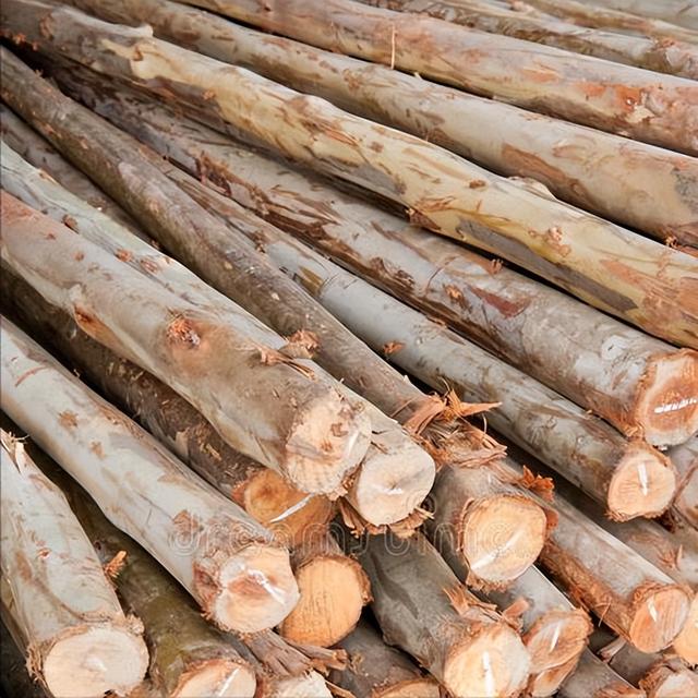 日本和美国早已禁种，那中国为何依然大力种植？背后的原因不简单