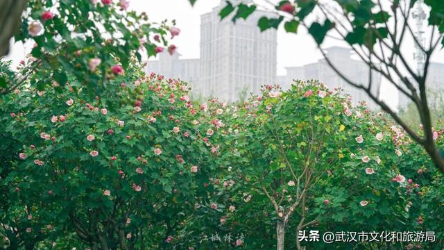 花色一日三变！武汉秋日木芙蓉花海上线