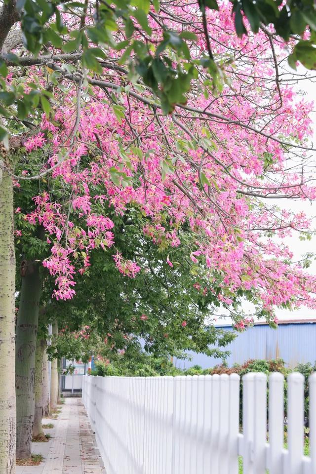 秋意浓，花开正艳！这周末，来东莞万江赏花秋游吧！