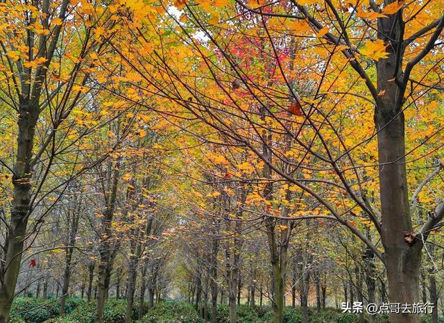 成都这4个彩林会爆火，既壮观又唯美，全部免费，地铁公交直达！