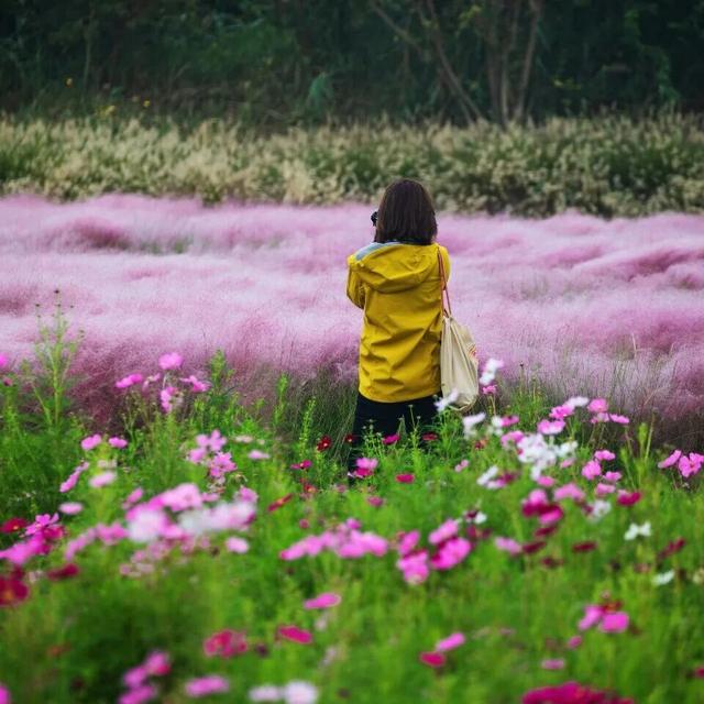 拿捏秋日氛围感？济南这些免费花海，教你轻松圈“粉”！